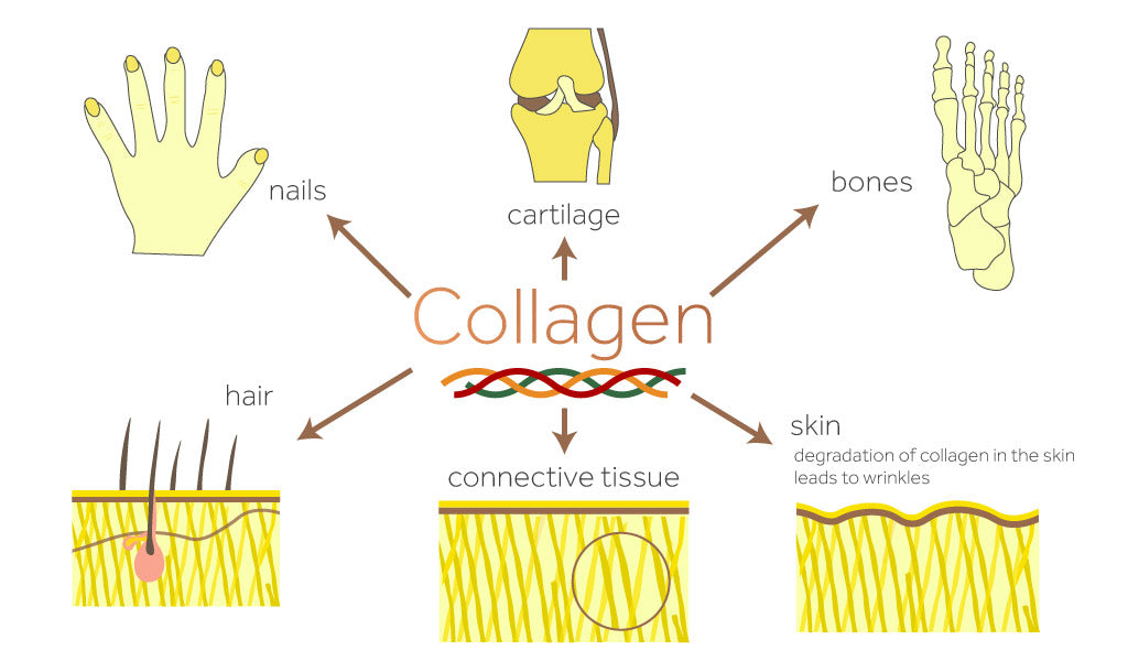 Diagram showing where collagen is found in the body