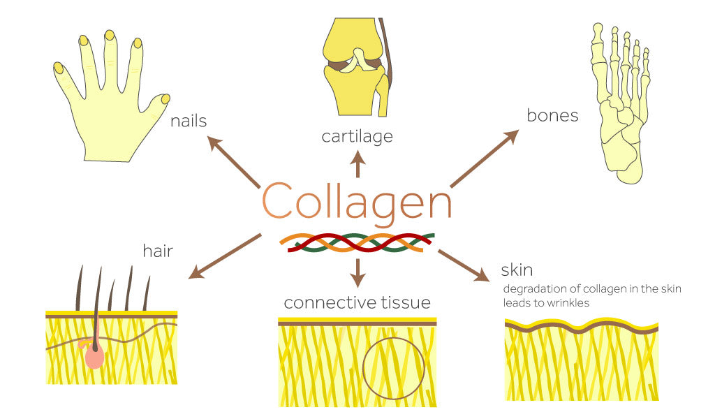 Graphic showing where collagen can be found in the body