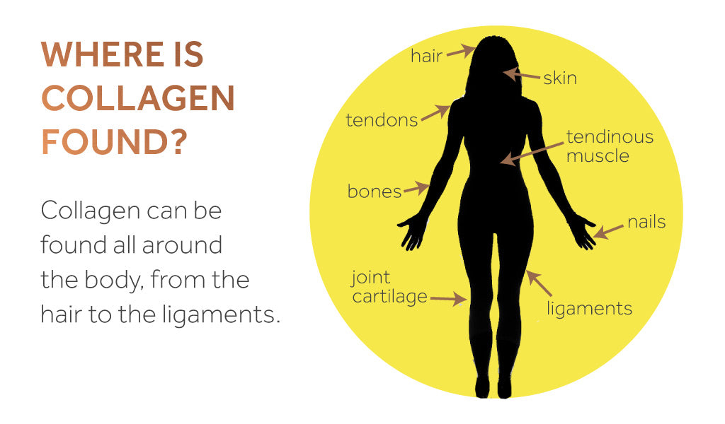 diagram showing where collagen is found throughout the human body