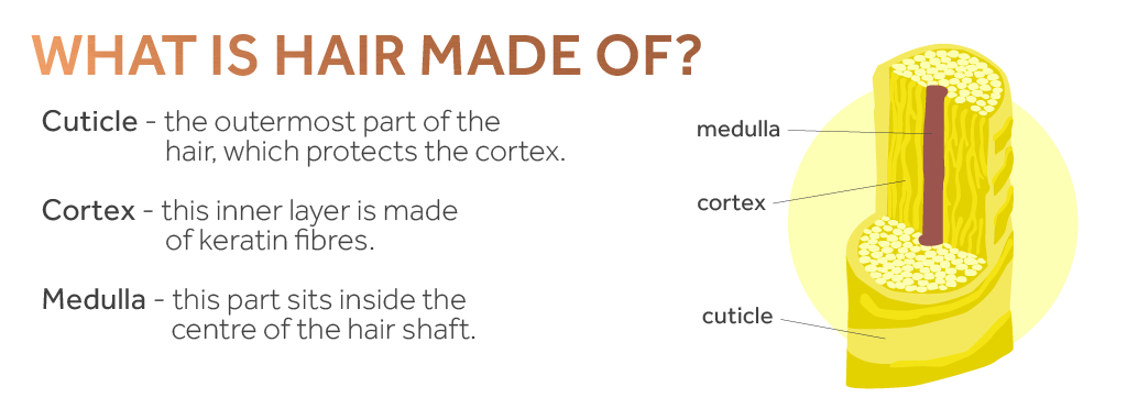 Graphic showing a cross section of human hair showing the medulla, cortex and cuticle