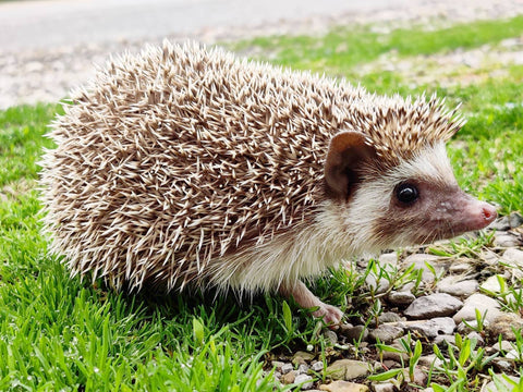 hedgehog breeds
