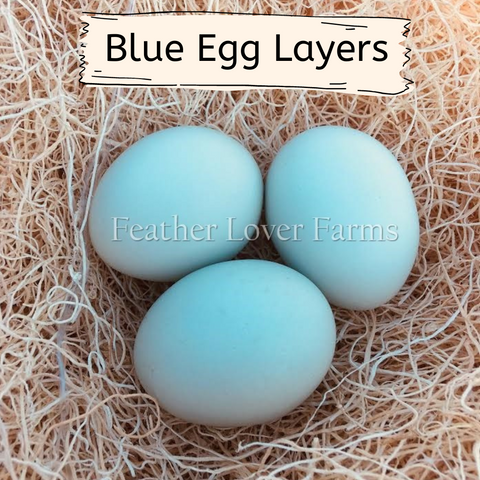 Blue Egglayer Breed - AZURE BLUE (Frey's Hatchery) — Thunder Bay Feeds