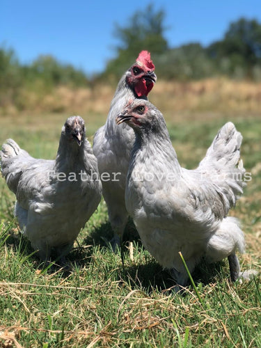 Feather Lover Farms Americas Top Ayam Cemani Chickens For Sale