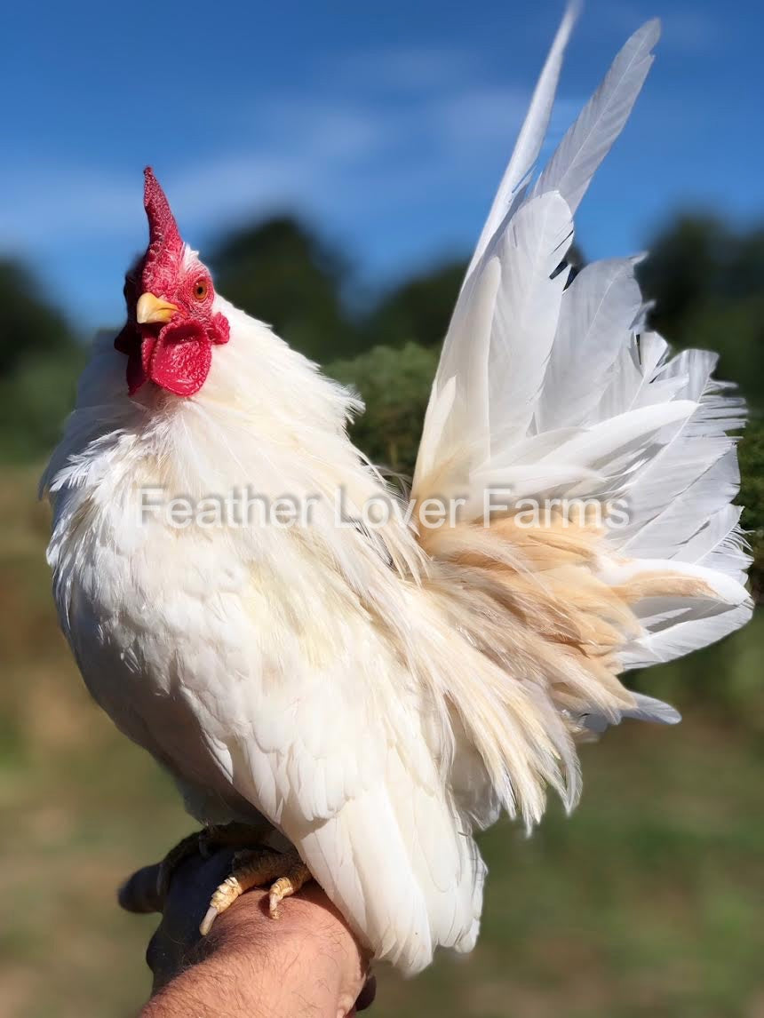 Malaysian Serama Chicks For Sale Feather Lover Farms