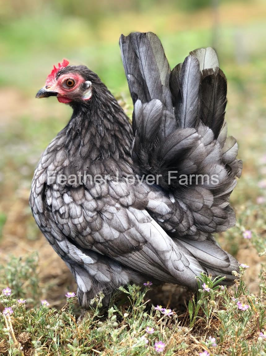 Malaysian Serama Chicks For Sale Feather Lover Farms