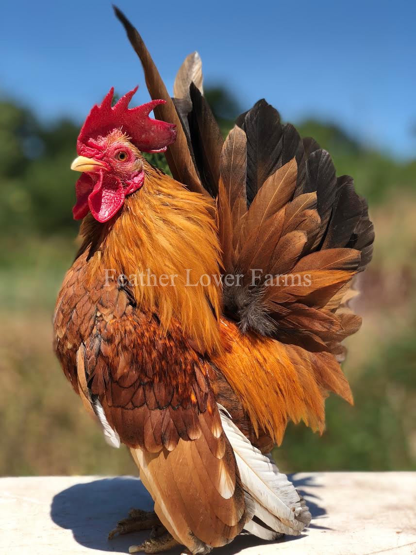 white serama chickens