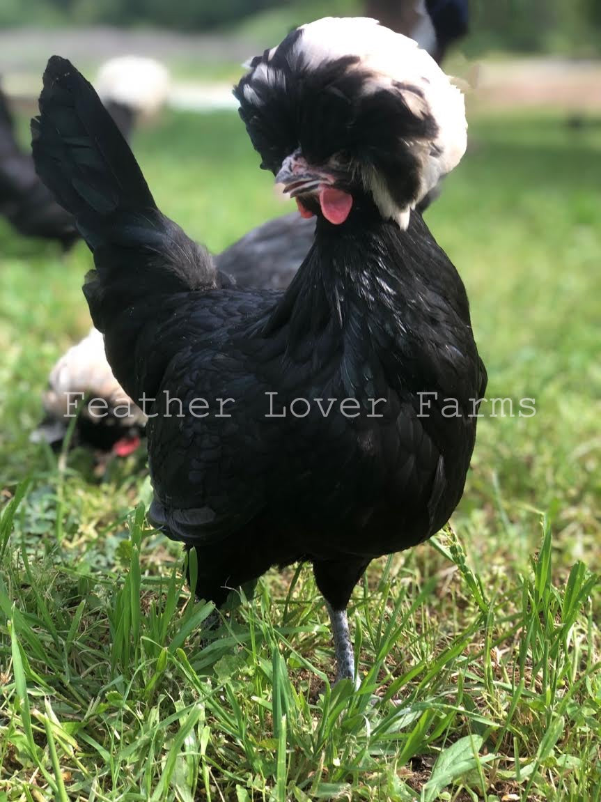 polish bantams hen