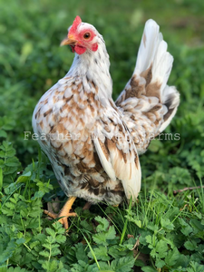 white serama chickens