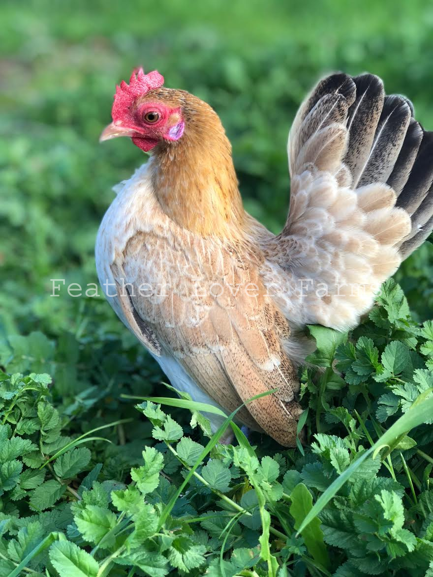 Malaysian Serama Chicks For Sale Feather Lover Farms