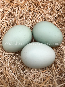 lavender ameraucana eggs