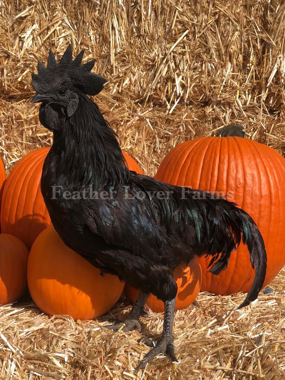 Download Ayam Cemani Price In Usa PNG