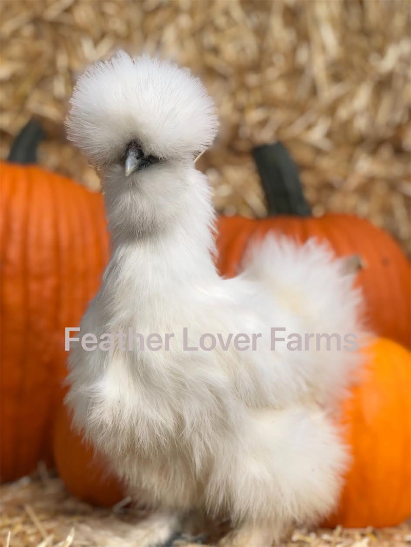 silkie chickens for sale nj