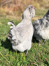 lavender ameraucana chicks