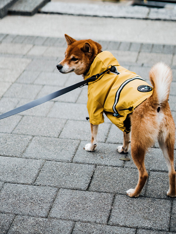 canadian dog leash company