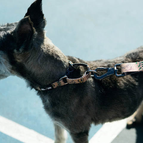 Dog Martingale Collar