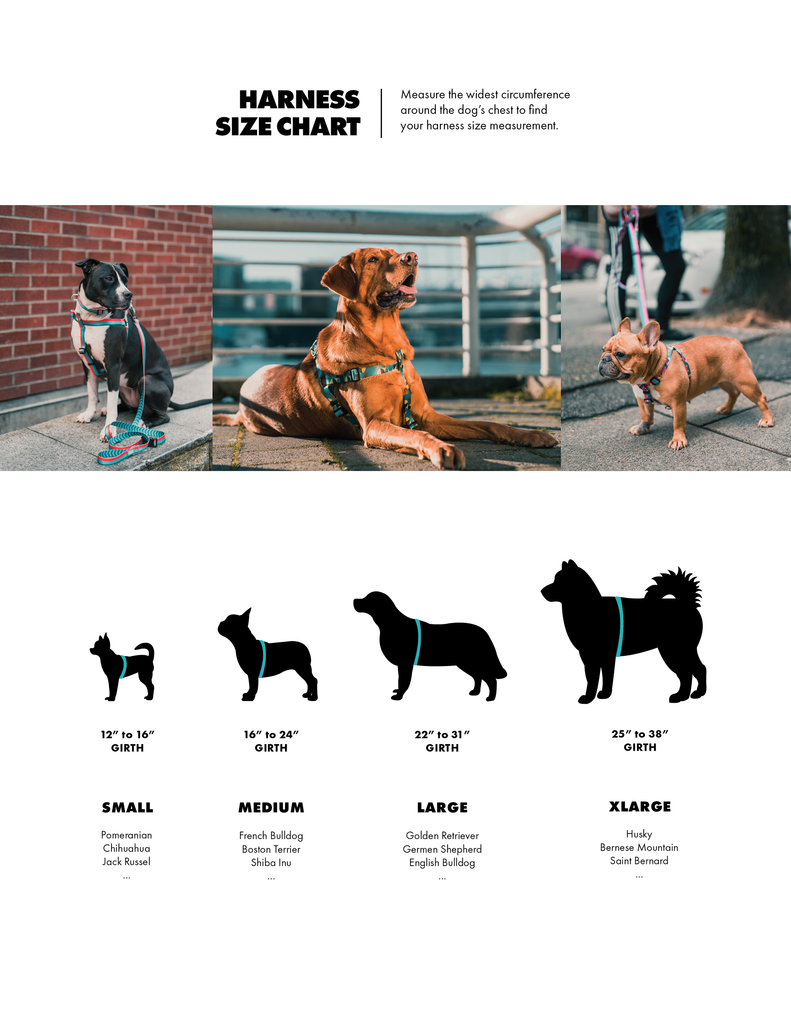 Royce | Collier de chien Premium - Woof Concept Products Ltd