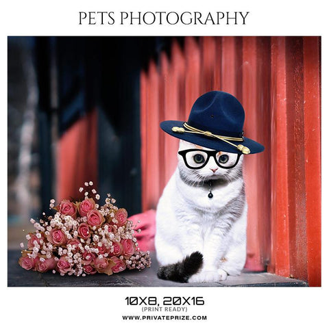 Pets Photography Templates