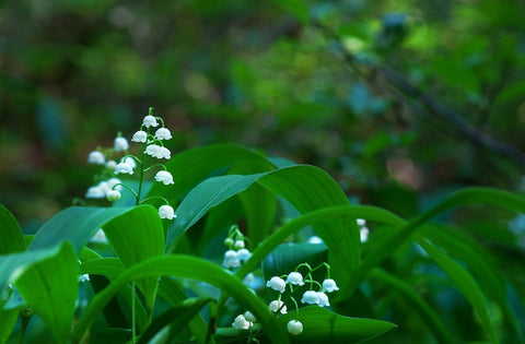 Do ramps have look alikes? Lily of the valley