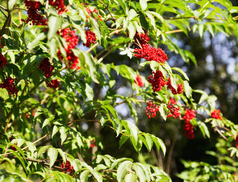 Red Elderberries are toxic