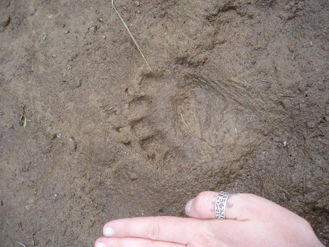 Baby Black Bear Wildlife Track