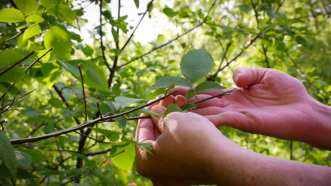 Learn from Nature through Wildlife Tracks