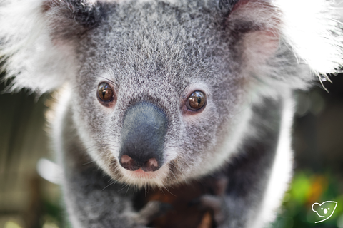 friends of the koala