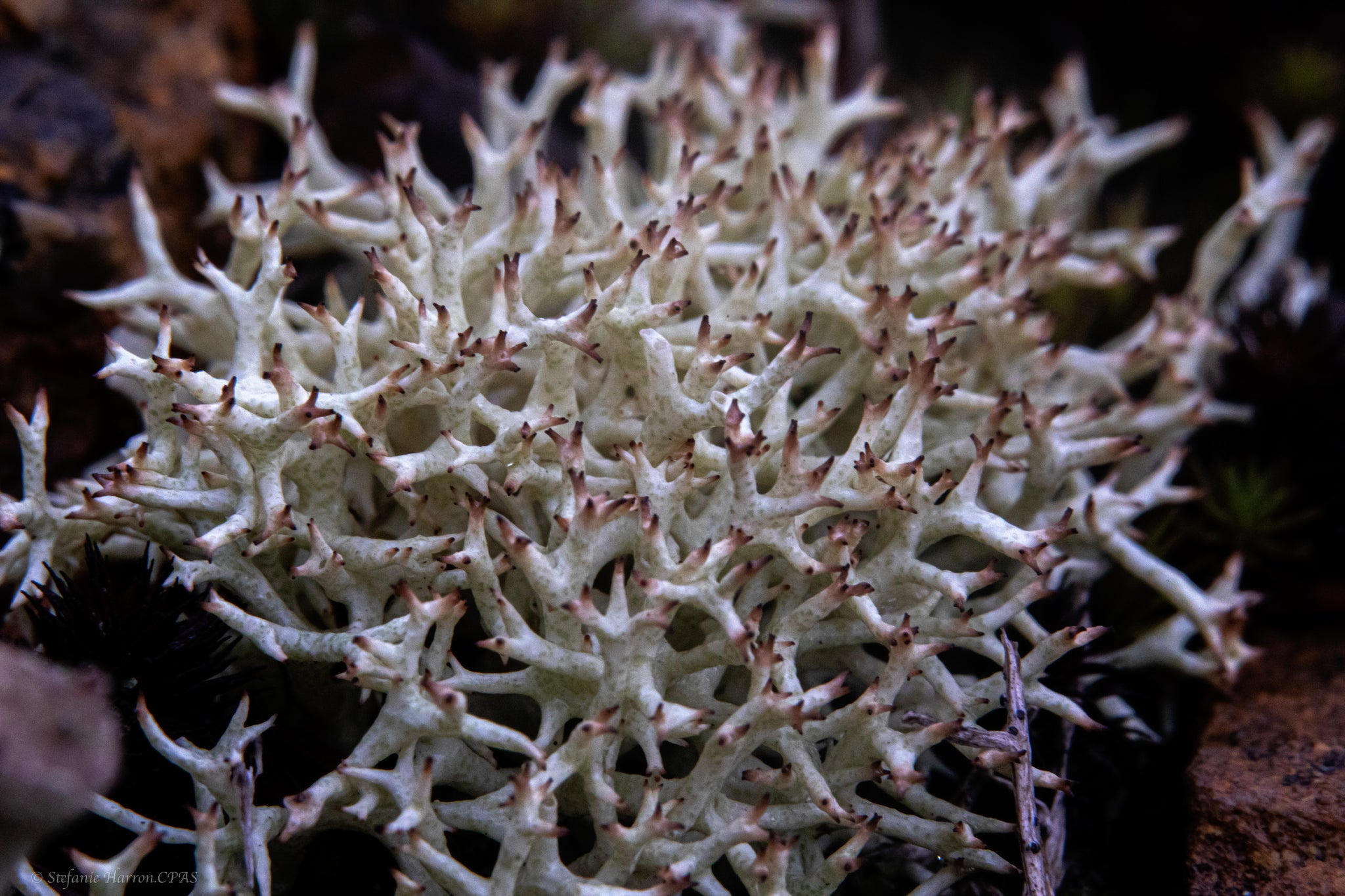 Black-footed Reindeer Lichen (Cladina stygia)
