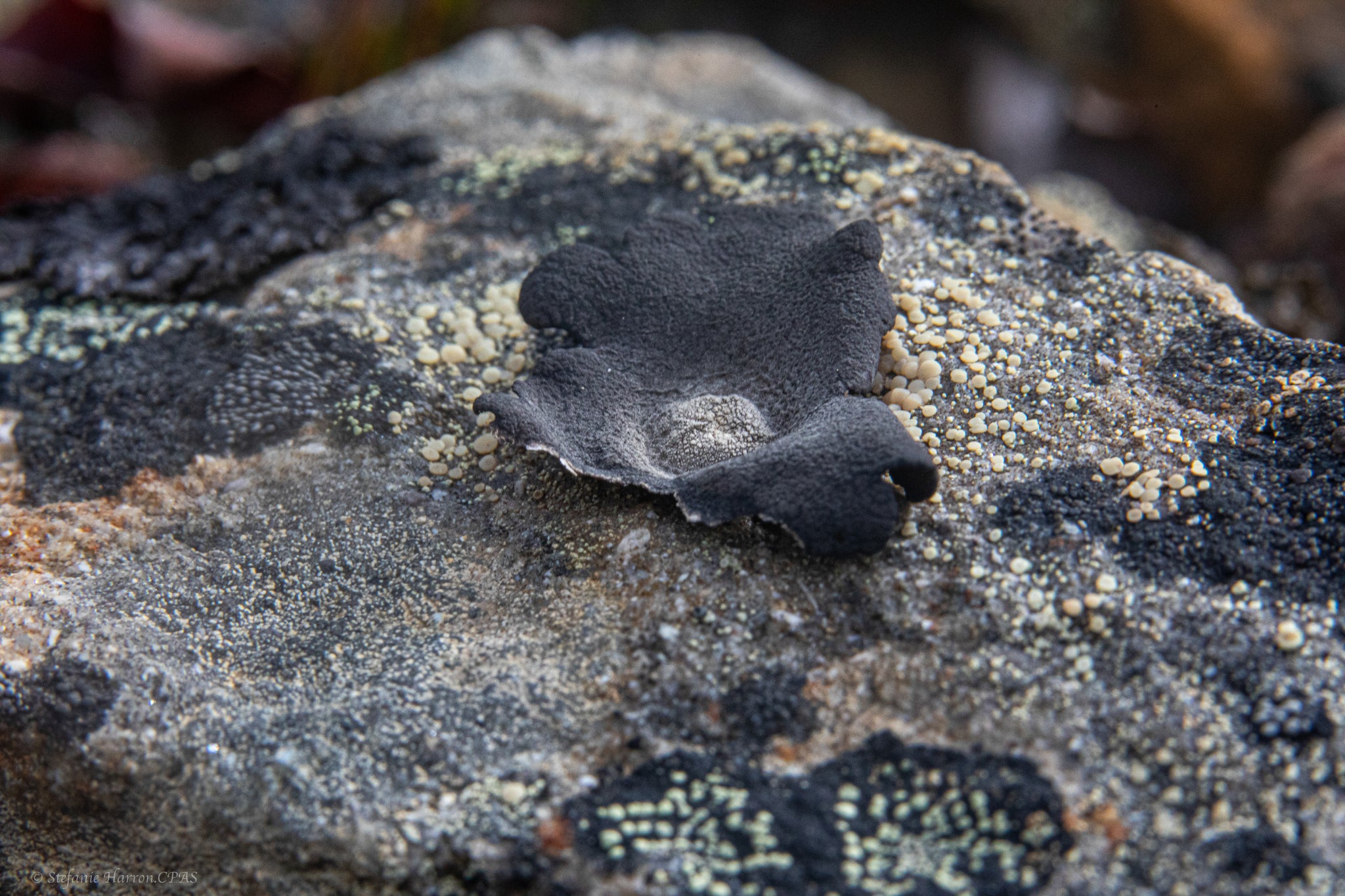Arctic Frosted Rock Tripe (Umbilicaria vella)