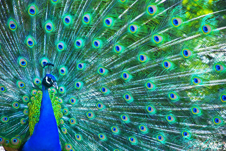 Peacock with feathers extended