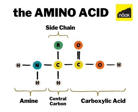 Näak Nutrition Blog | Complete Proteins for Endurance Athletes | Amino Acid Structure