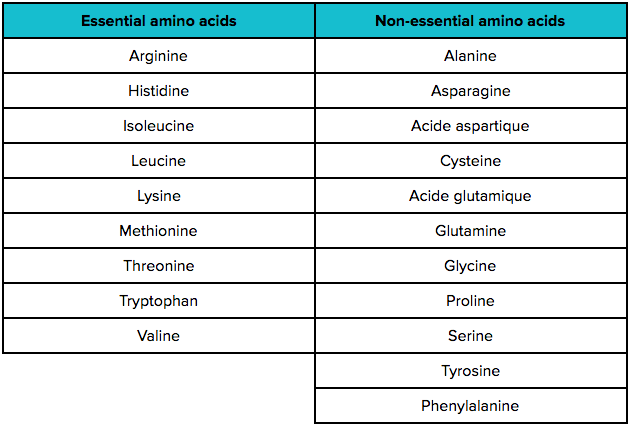 amino acids nutrition