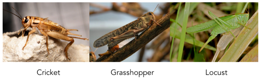 cricket eco friendly nutrition