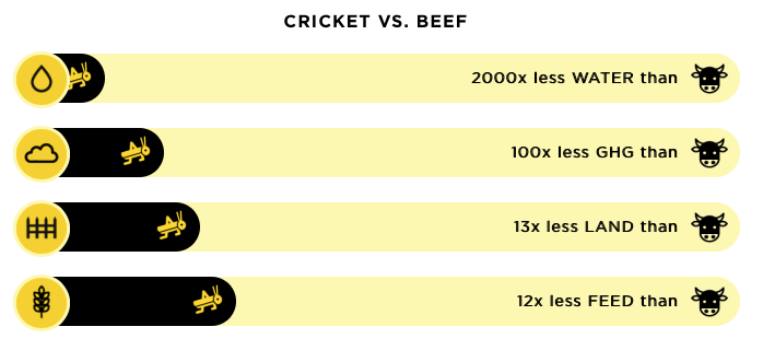 cricket - sustainable nutrition