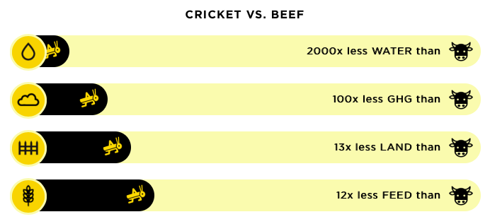 Cricket vs. beef