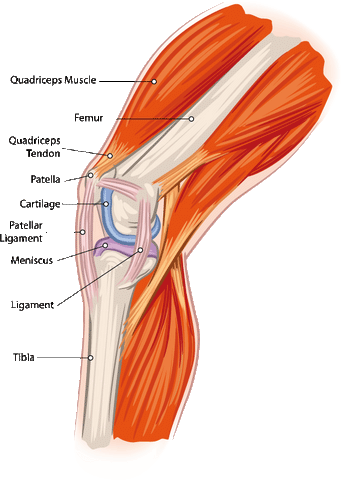 Comprendre la douleur aux genoux – Pharmunix
