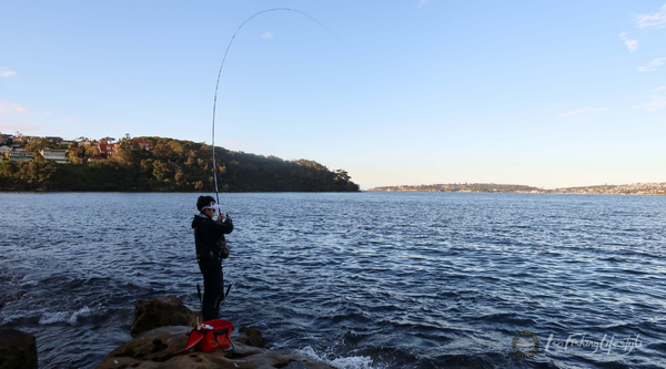 90 minute Sydney harbour Bream ISO fishing – Isofishinglifestyle