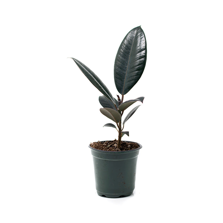 Cloud Farm Live Rubber Plant/Black Prince Rubber Plant for Indoor Home  Decoration & Air Purification CF_72 : : Garden & Outdoors