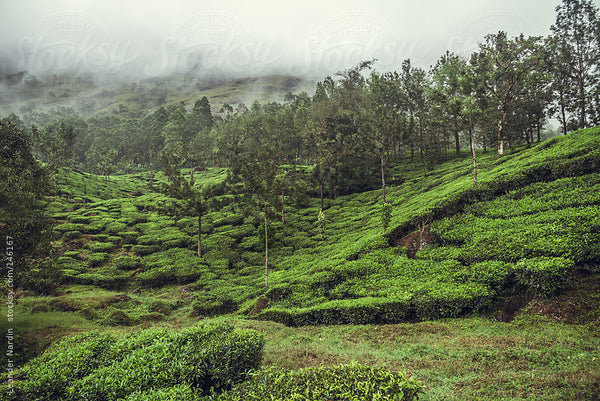 Tea plantation in India