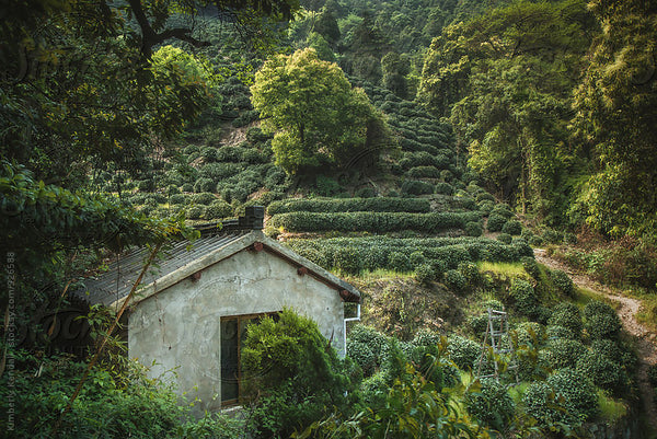 House in village in Chinese tea plantation