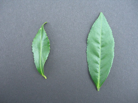 comparison of 2 types of tea leaves