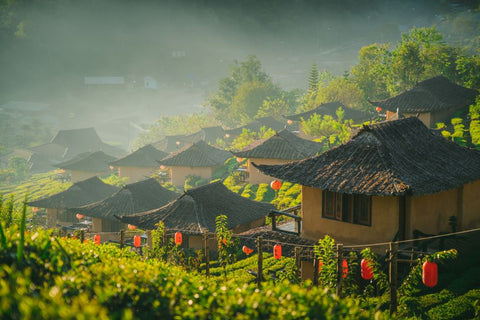 China the birthplace of tea