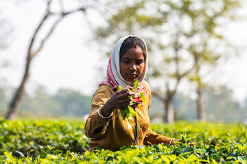 Indian tea plantations