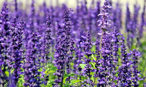 Lavender flowers for sleep