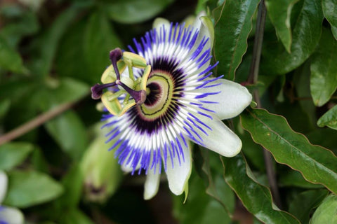 Passionflower growing on a vine - for sleep and relaxation