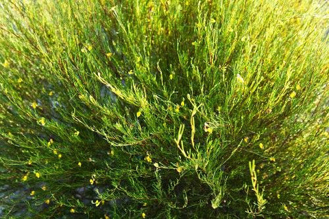 Rooibos shrub from Africa