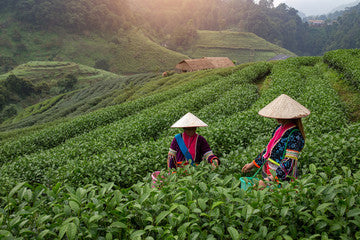 tea plantation in China