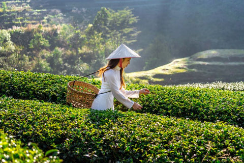 Lady picking tea in a plantation