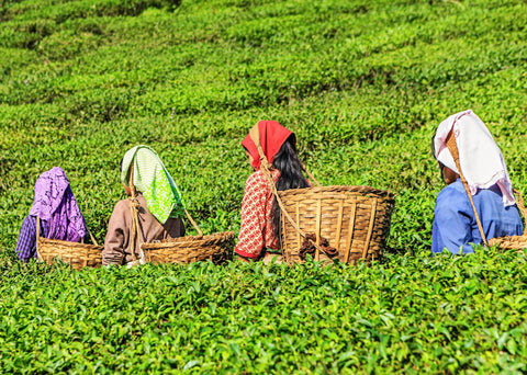 Tea plantation in India with tea pickers
