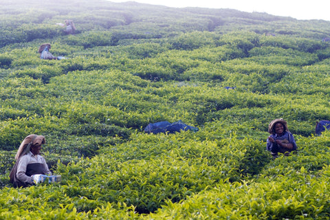 picking tea in a plantation