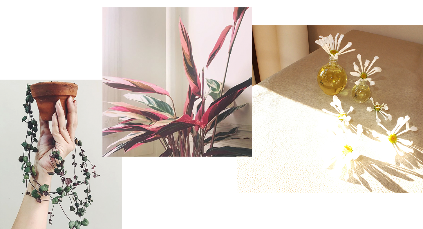 Floral arrangement by Jamie McCuaig, accompanied by photos of bright indirect light plants.